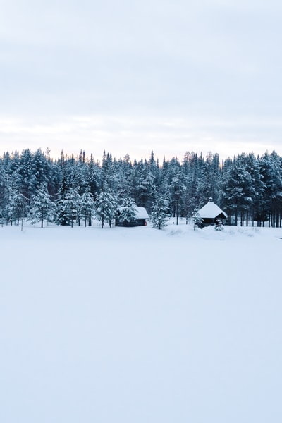 白天雪地上的房子和松树